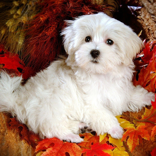 Hd-149961-ascw149961