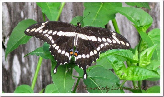 08-28-swallowtail2
