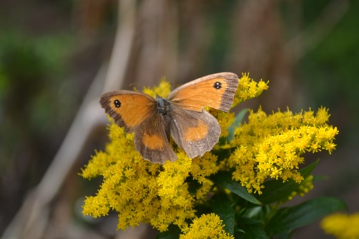 The Gagekeeper Butterfly rests after sucking up the nectar on a Golden Rod Daisy Plant