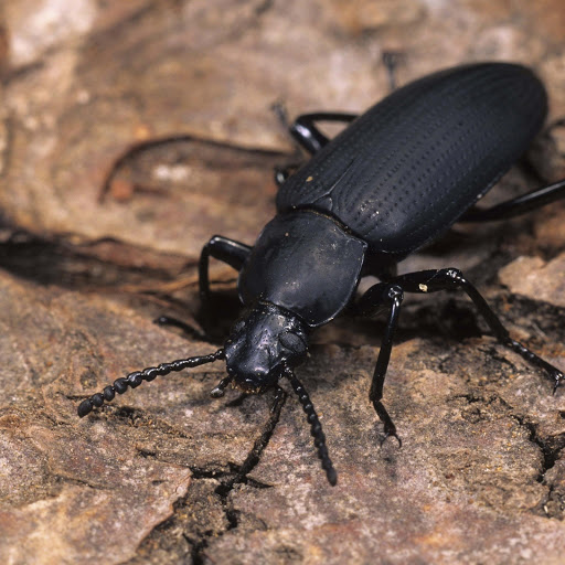 Hd-165232-ascw165232