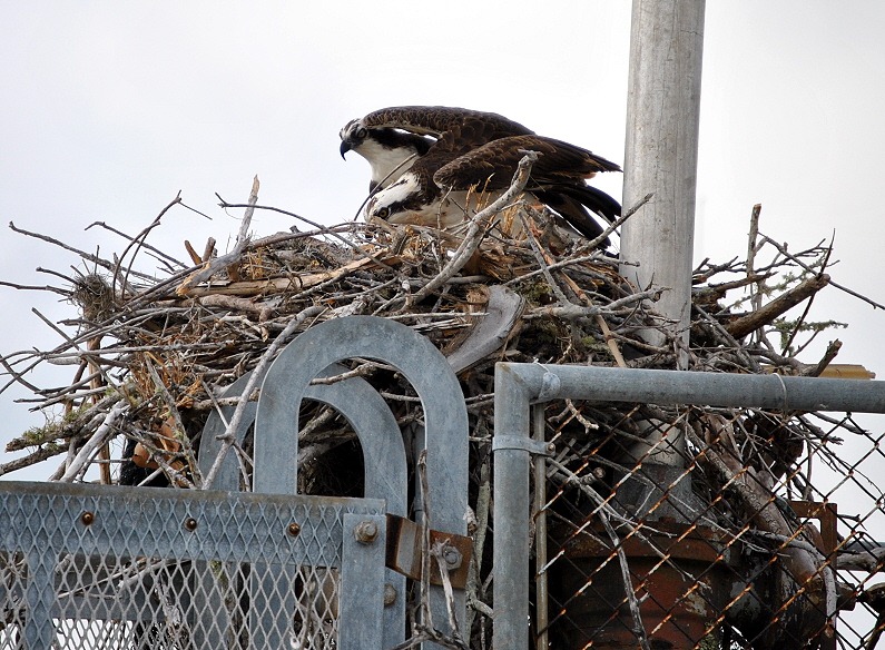 [3a%2520-%2520Osprey%2520Mom%2520and%2520Dad%2520changing%2520Places%255B6%255D.jpg]