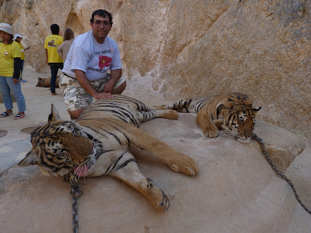 Templul tigrilor Thailanda - cu tigrul