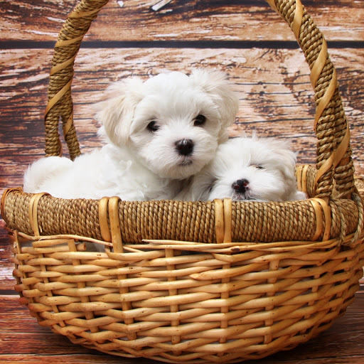 Hd-181020-ascw181020