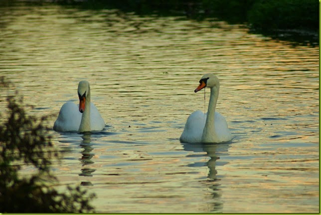 Two swans on the river