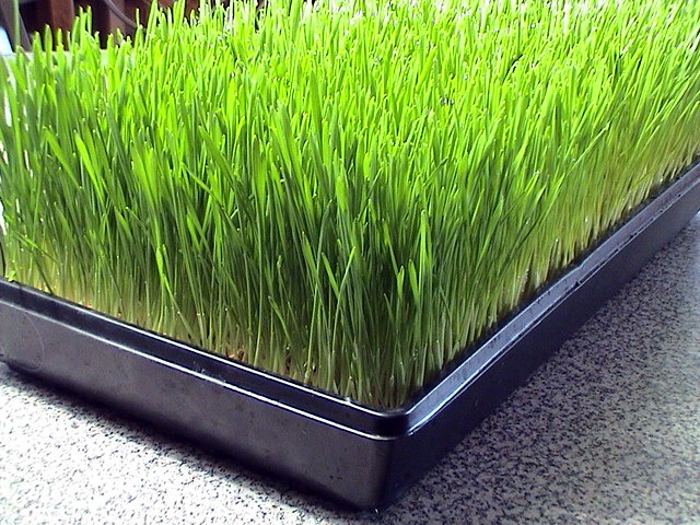 [wheatgrass%255B2%255D.jpg]
