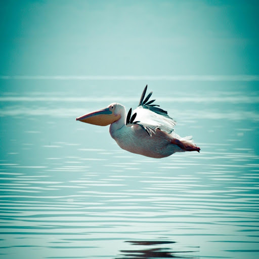 Hd-160093-ascw160093