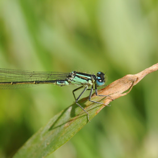 Hd-184852-ascw184852