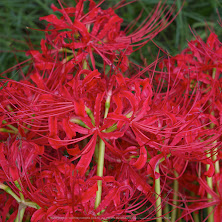 IMGP0045(47mm,F6,3,iso100,KS1)2014yaotomi_s.jpg