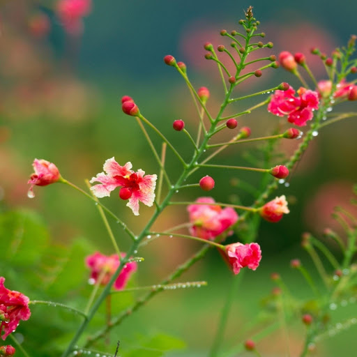 Hd-132733-ascw132733