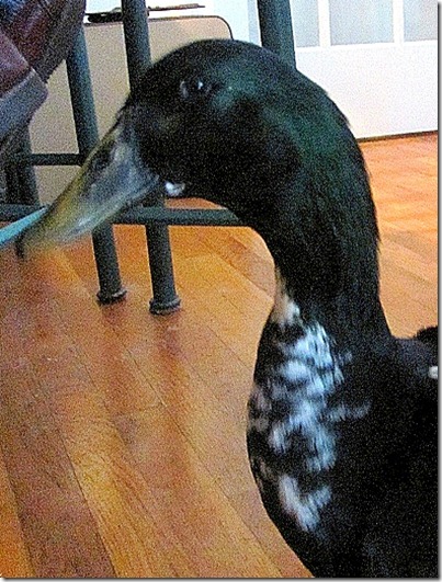 sonny the duck