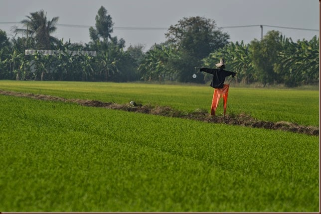 Scarecrow in Rice Paddy