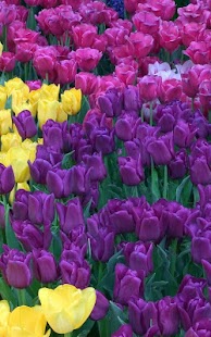 Free Download Colorful Tulips Live Wallpaper APK