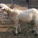 Domestic Sheep