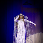IMG_7697.jpg