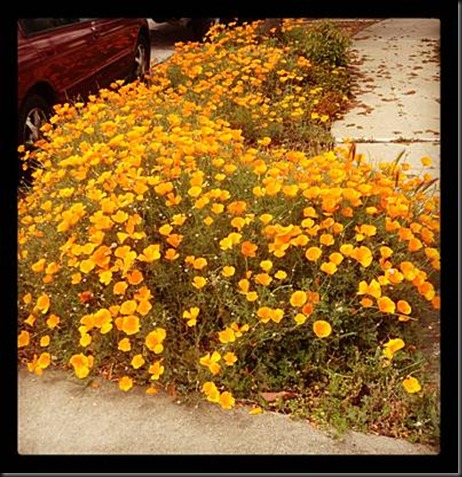 our_california_poppies