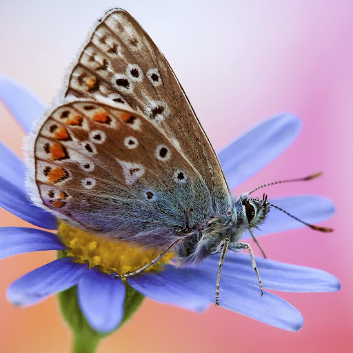 Hd-185801-ascw185801