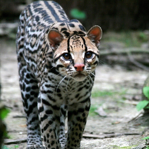 Hd-177250-ascw177250