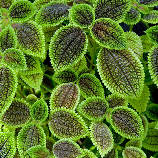 Hd-166998-ascw166998