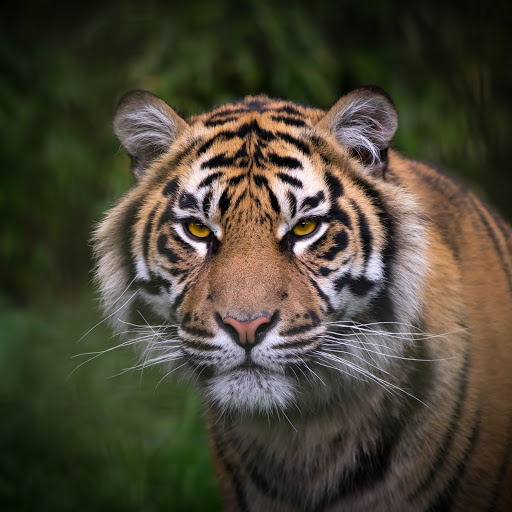 Hd-151819-ascw151819