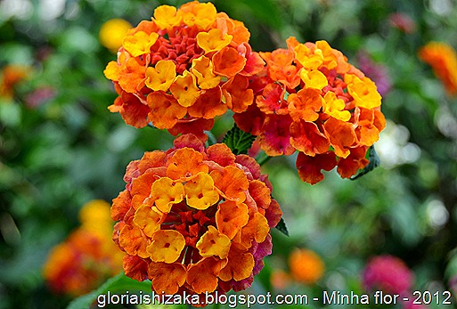 Glória Ishizaka - minhas flores - 2012 - 24