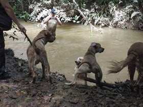 Cães em foco 1 (142)