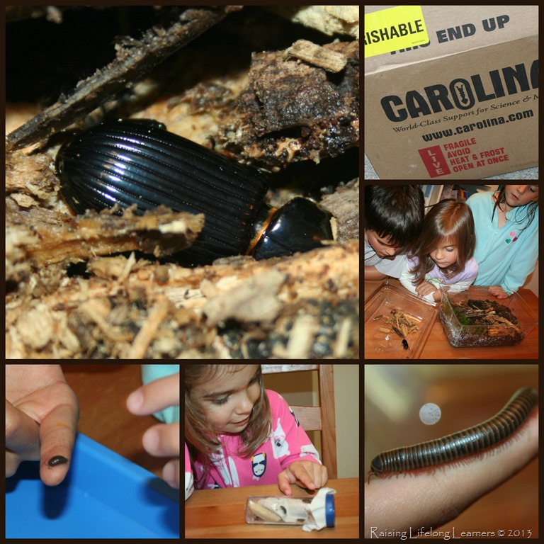 [Life%2520in%2520a%2520Rotting%2520Log%255B2%255D.jpg]