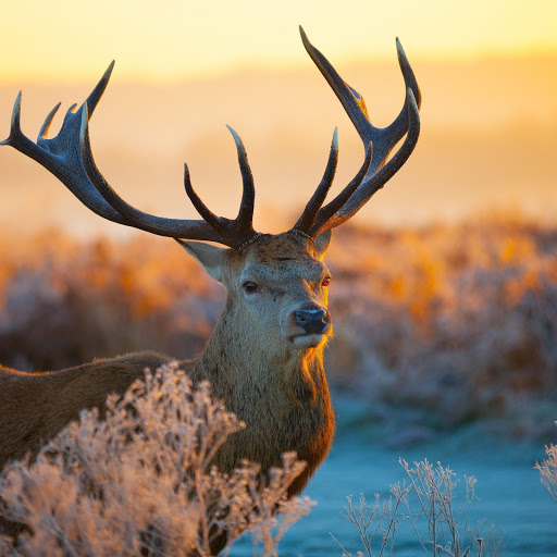 Hd-175313-ascw175313