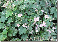 Sue Reno, Pink Japanese anemone flowers
