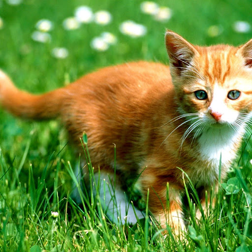 Hd-138273-ascw138273