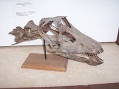 2008.09.10-007 crâne de diplodocus