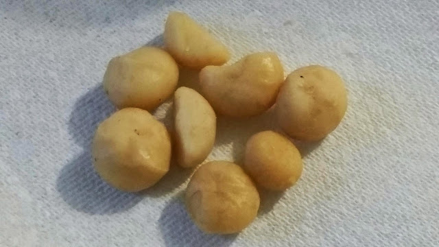 Macadamia nuts Cell photo by Trisha