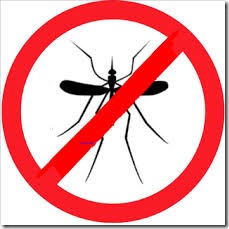 Mosquito