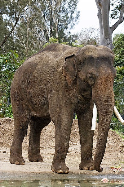 elefante asiatico_1