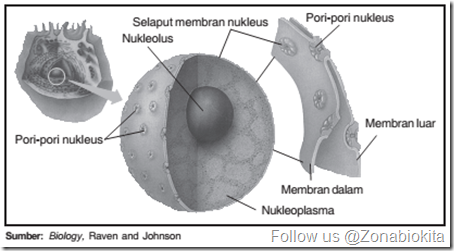 Nukleus sel_zonabiokita
