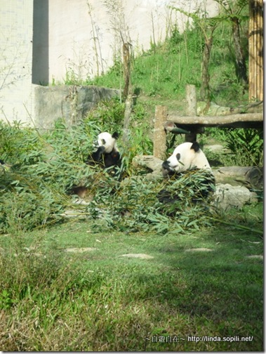 木柵動物園-熊貓