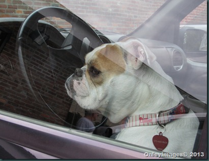 drivers seat dog