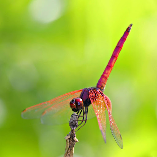 Hd-152629-ascw152629