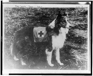 Red-Cross-dog---Italy