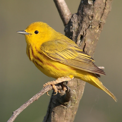 Hd-178863-ascw178863