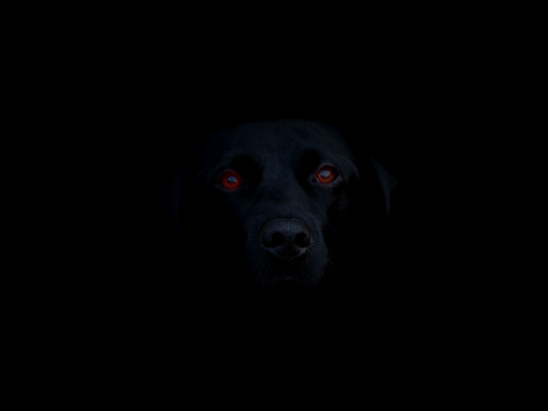 [Shadow-Dog_01%255B4%255D.png]