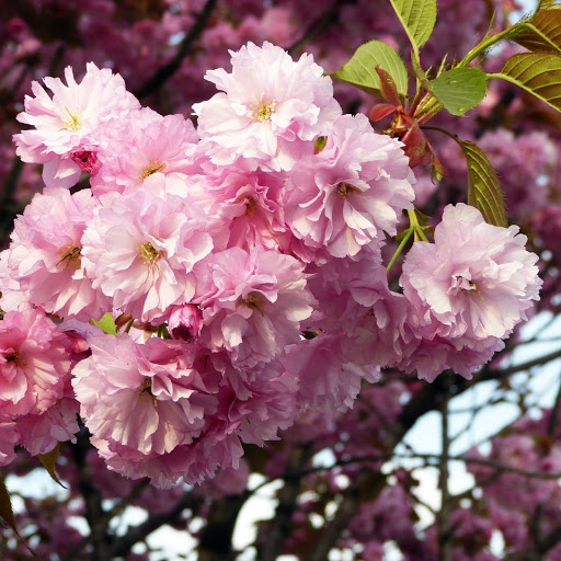 Hd-186042-ascw186042