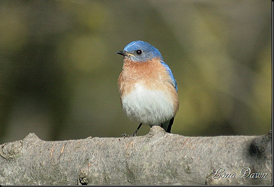Bluebird_April2012