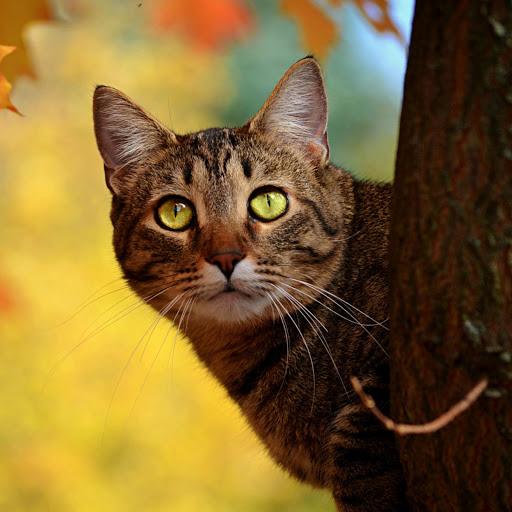 Hd-178207-ascw178207