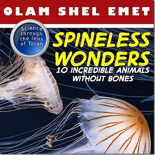 Screenshot from Olam Shel Emet:  Spineless Wonders, by Jennifer Tzivia MacLeod