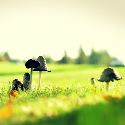 Hd-142519-ascw142519