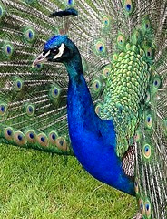 peacock4