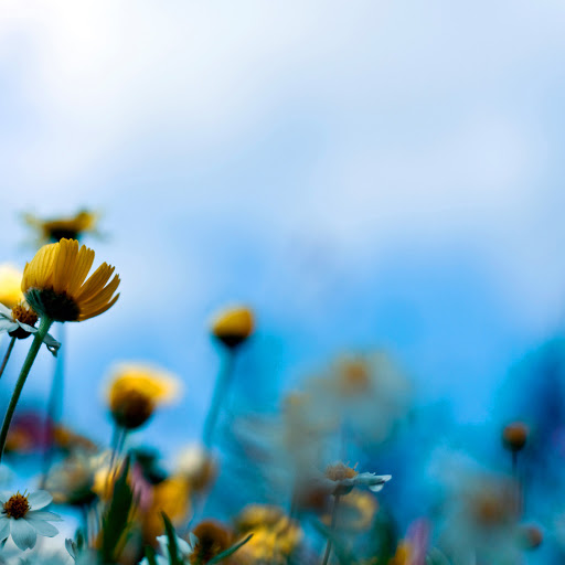 Hd-137950-ascw137950