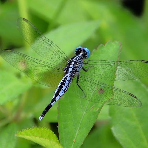 Hd-156056-ascw156056