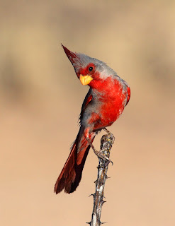 Download mp3 Burung Cardinal tiyangmagelang