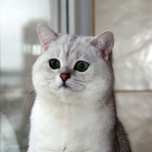 Hd-142024-ascw142024